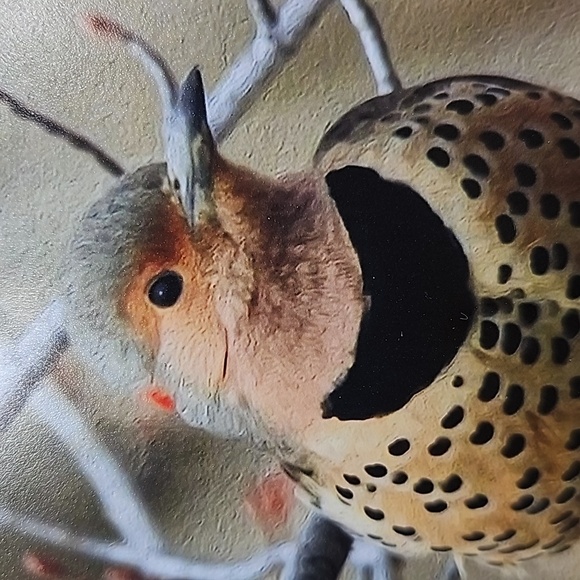 4x6 Northern Flicker Bird Photography Oil Painting Print - Picture 3 of 5